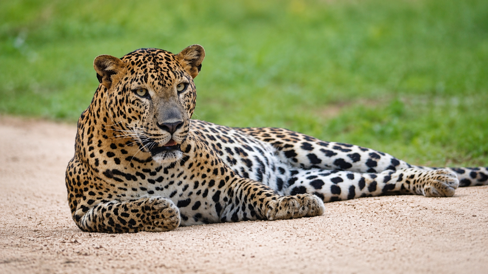 Yala wild safari adventure image 2