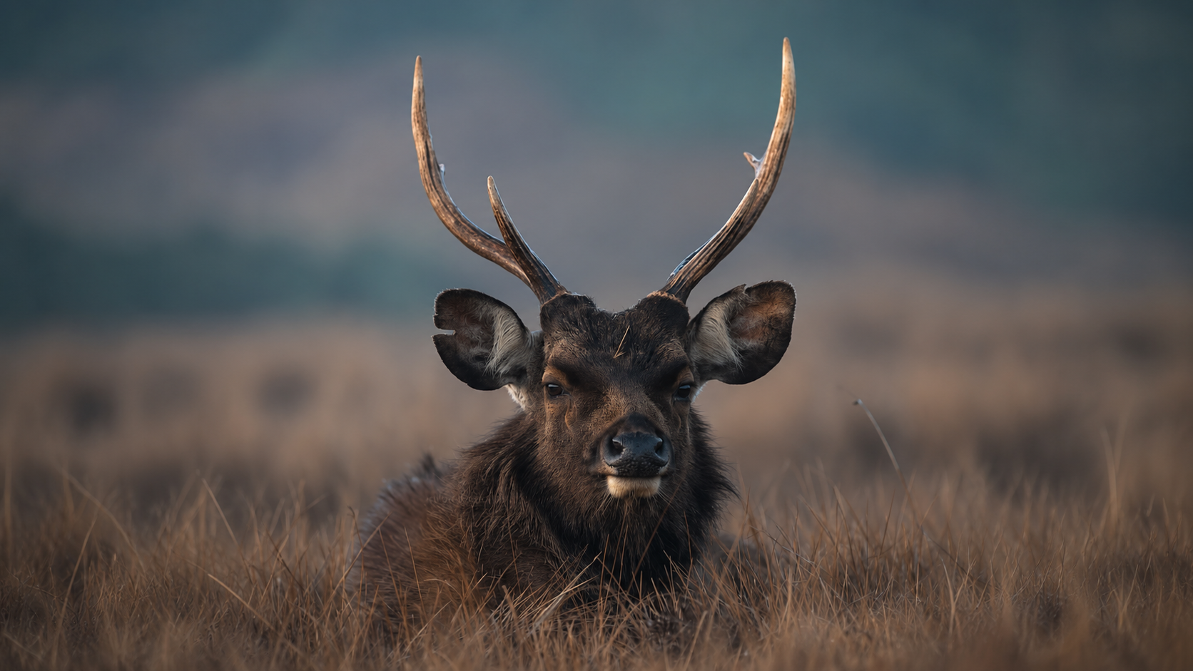 Yala wild safari adventure image 3