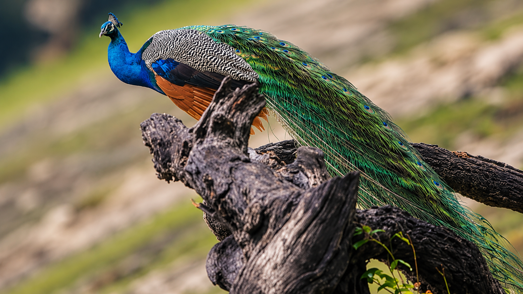 Yala wild safari adventure image 4