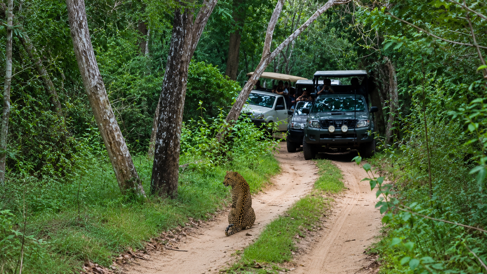 Yala wild safari adventure image 5