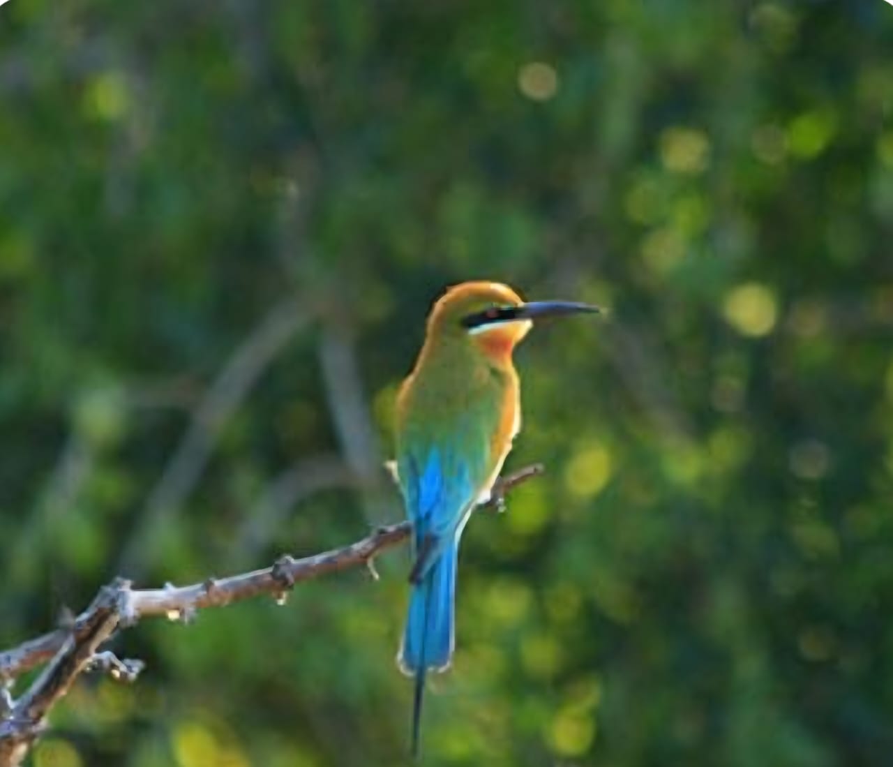 Exotic Birds