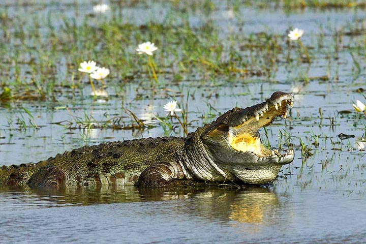 Lunugamwehera National Park