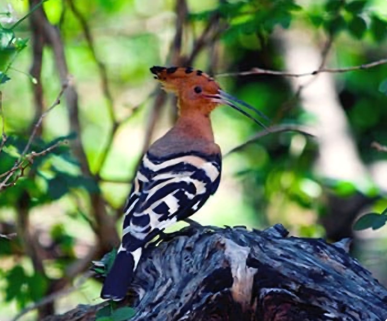 Hoopoe perched on a tree stump