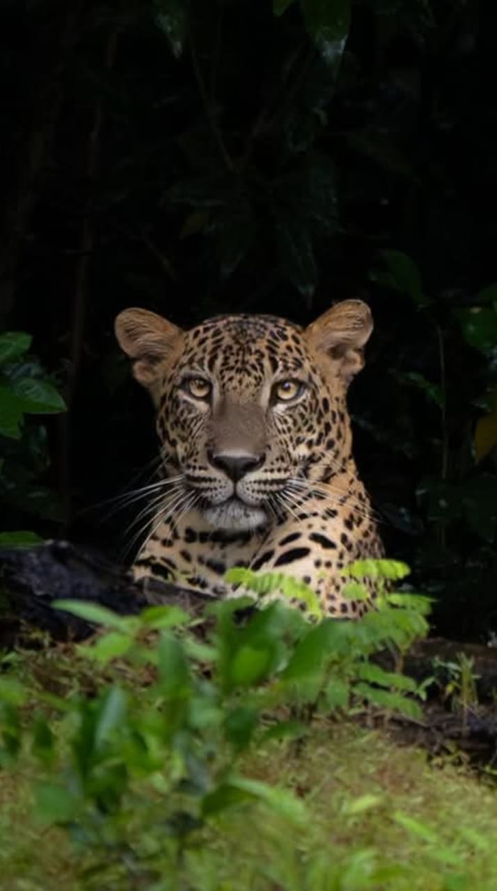 Yala National Park