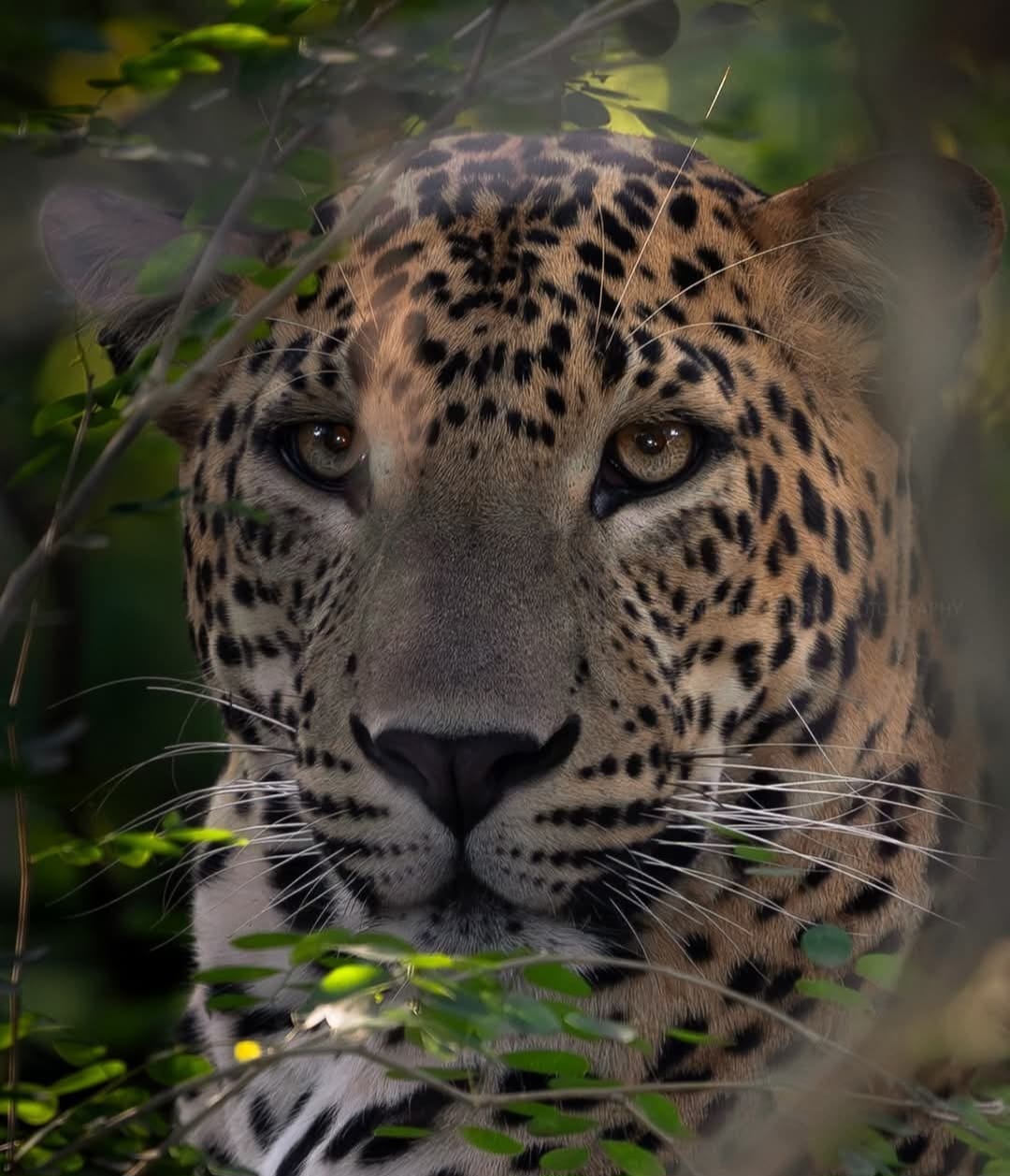 Sri Lankan leopard peering through the bushes