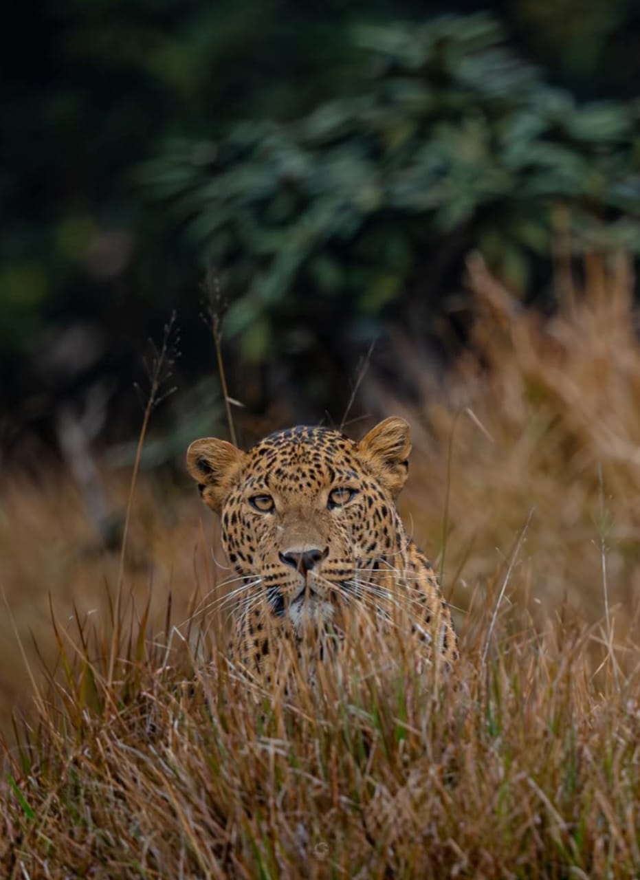 Leopard walking through tall grass