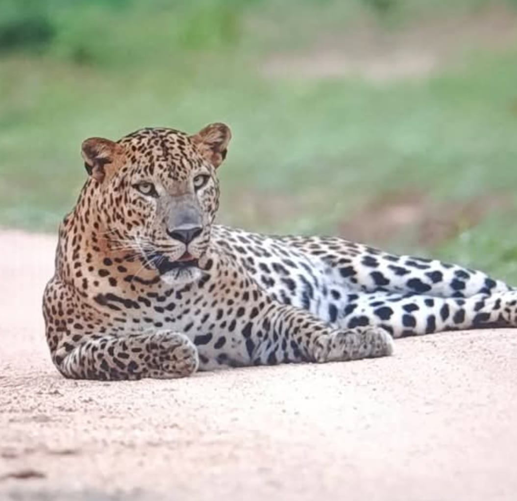 Sri Lankan leopard resting on a safari track in Yala National Park