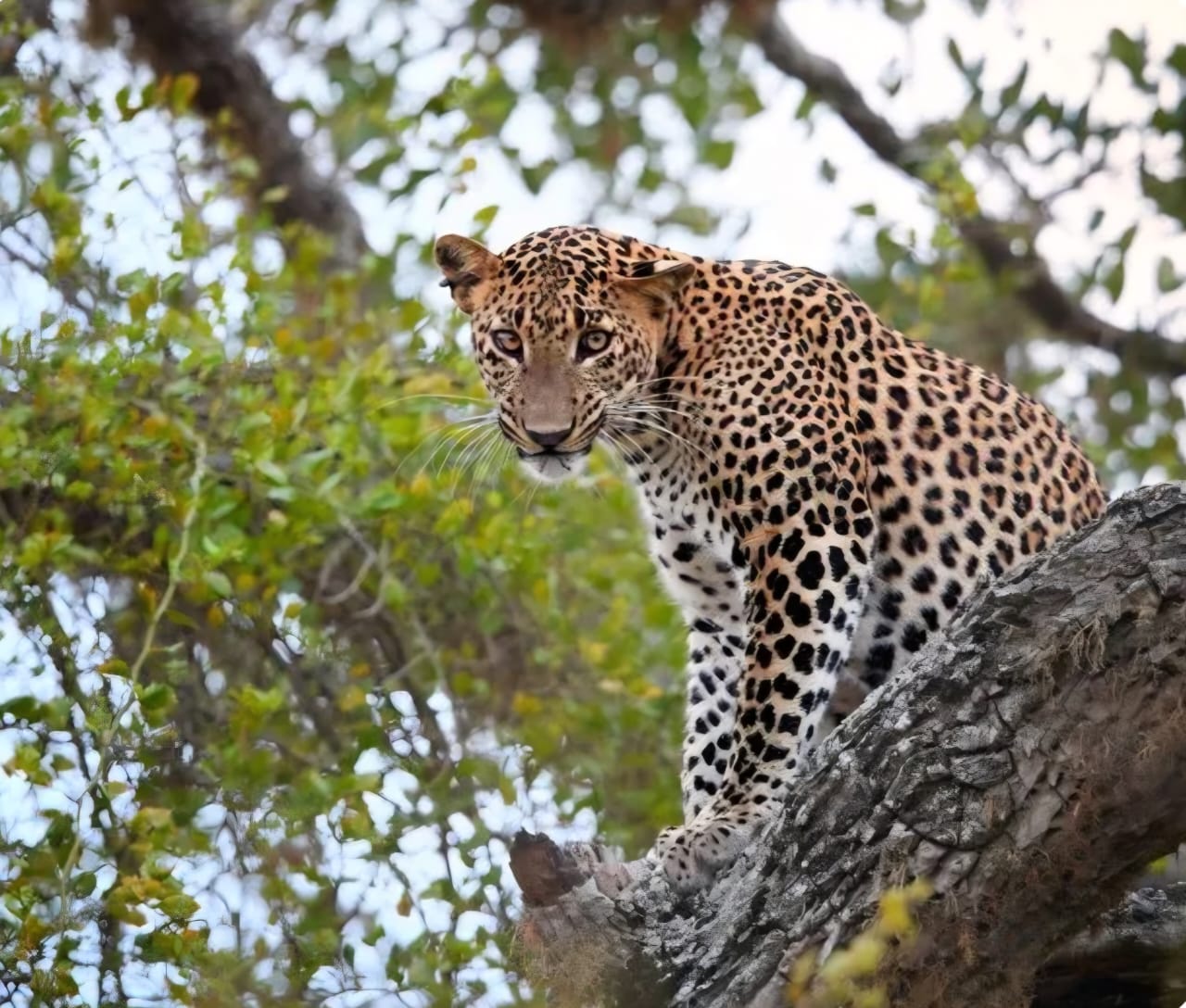 Leopard perched on a tree branch