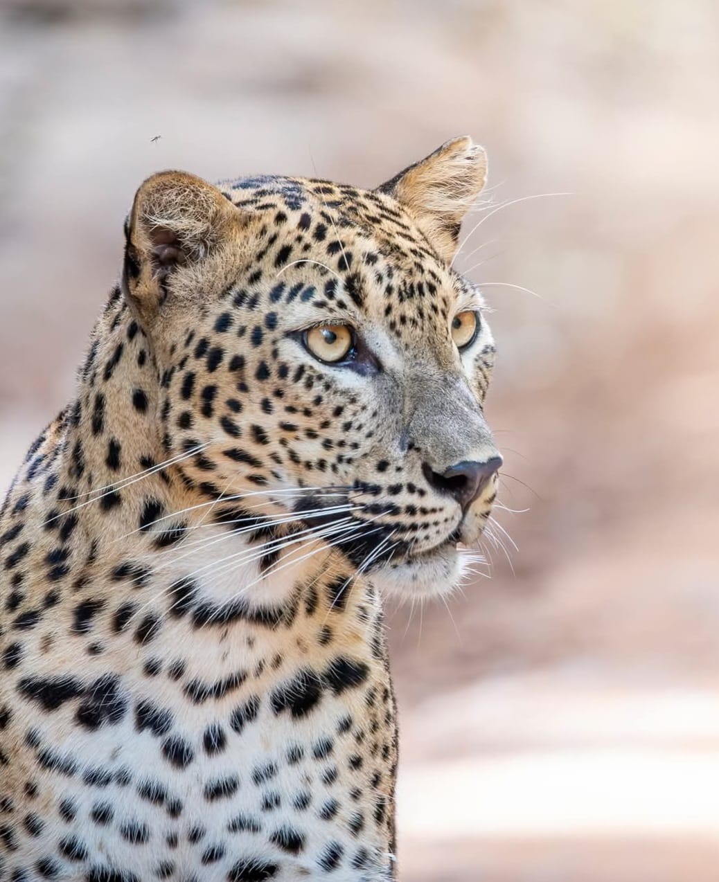 Sri Lankan Leopard