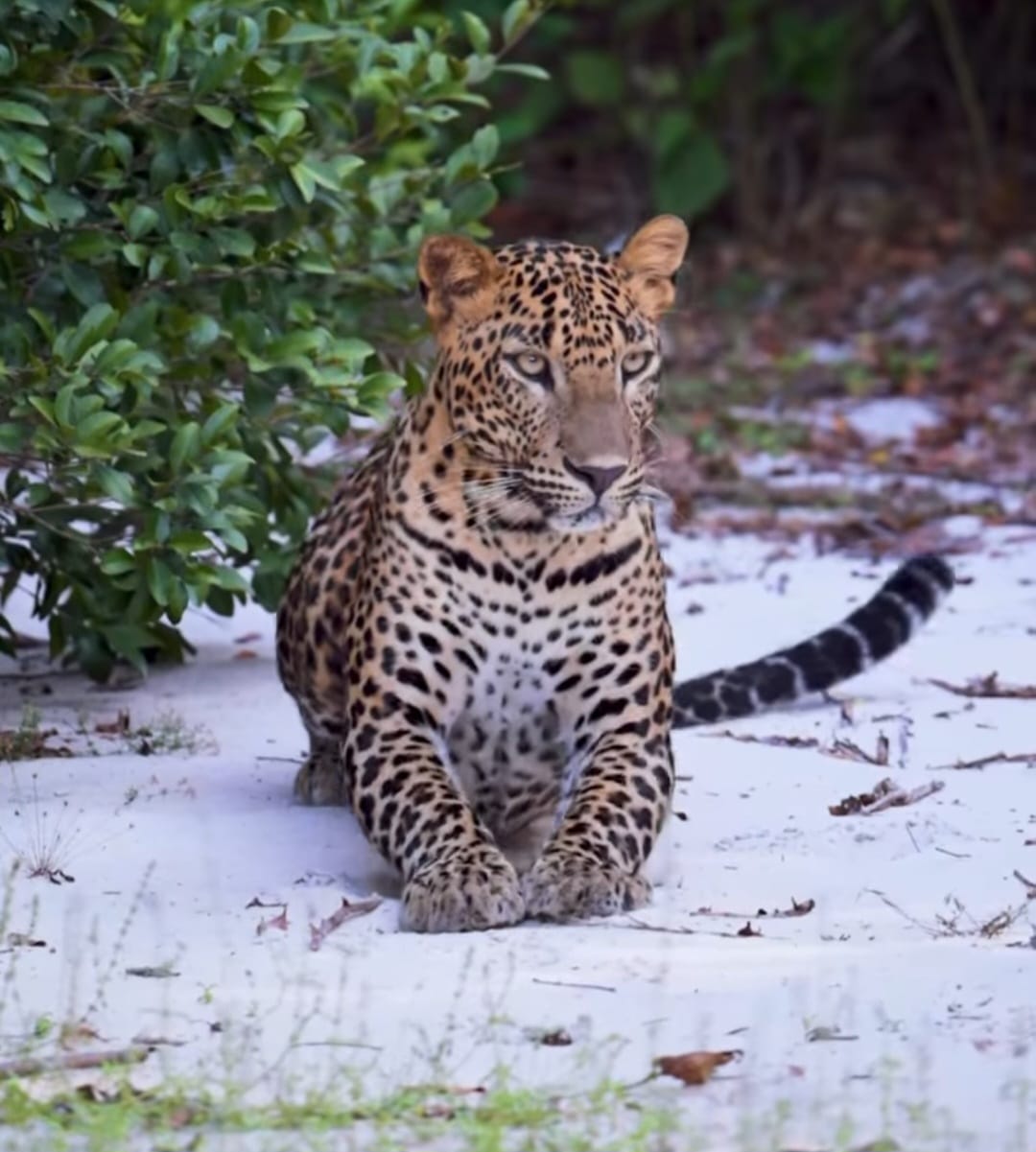 Leopard resting on a sandy track