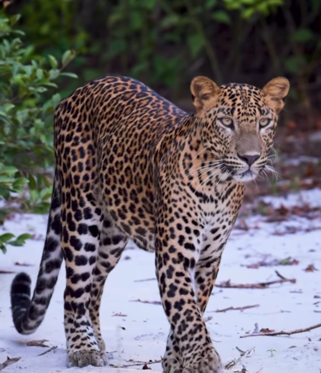 Leopard walking along a sandy track