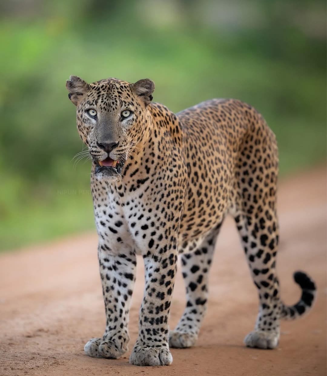 5 Hours Morning Safari Tour
