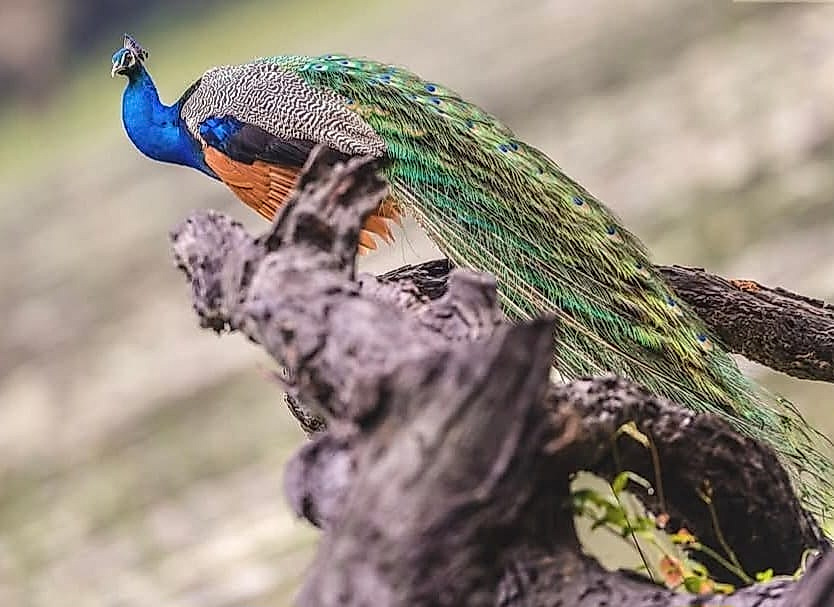 Bundala National Park