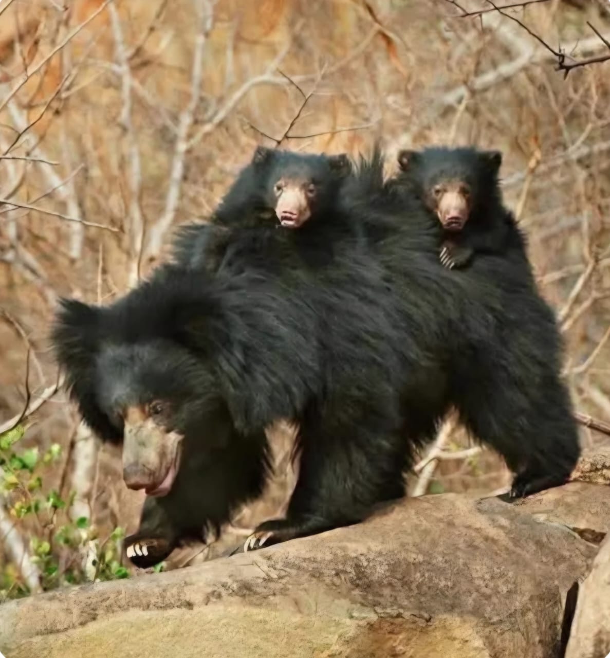 Sloth Bear