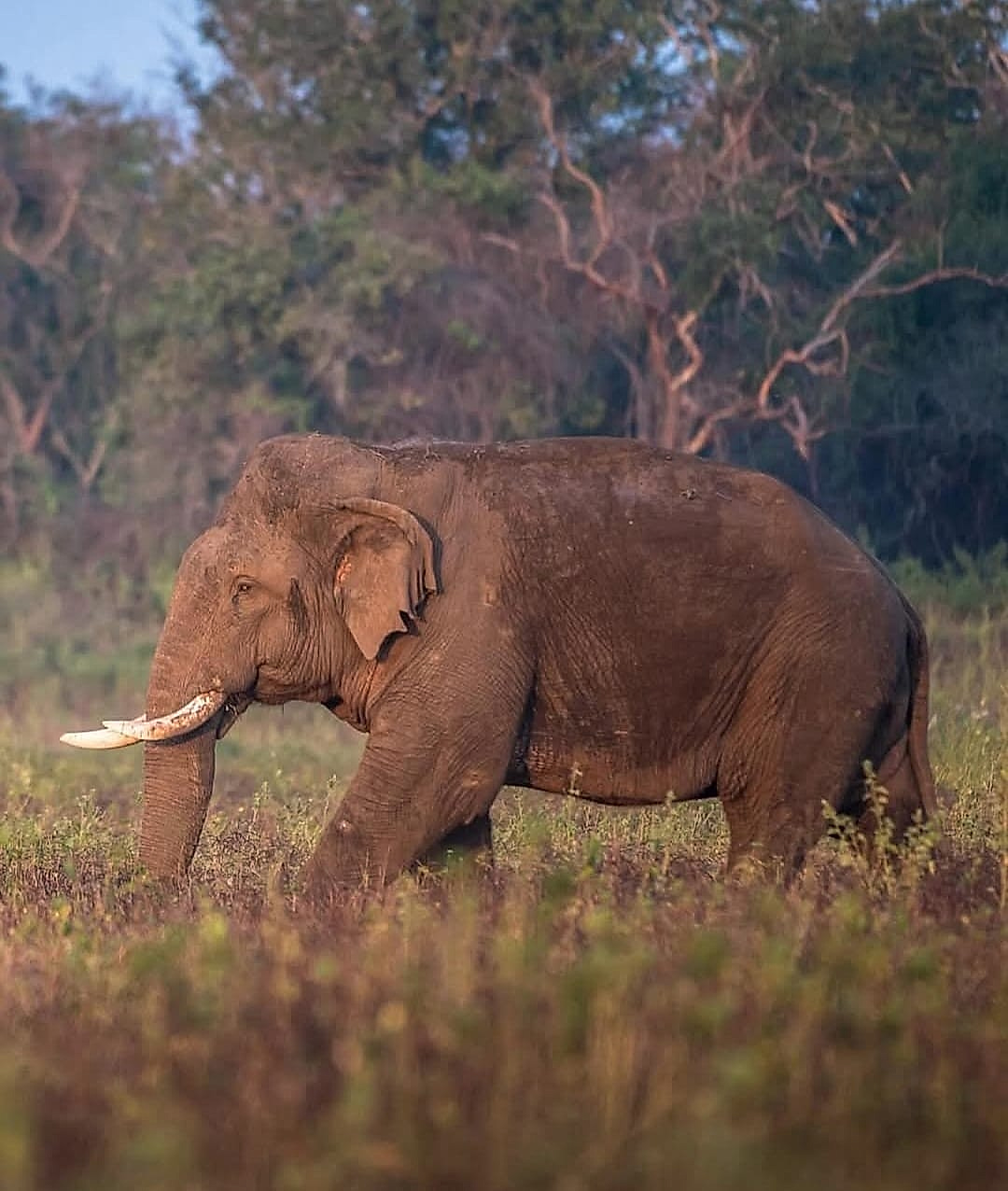 Full Day Safari Tour